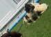Cocker spaniel puppies