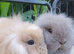 Mini lionlops available now
