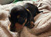 Black and Tan Male Miniature Dachshund