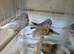 Zeb cock and hens more hens and cocks