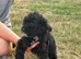 Jackapoo puppies