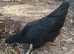 Not just any regular Chickens