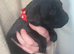 Springador Puppies for Sale
