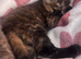 5 beautiful half Maine coon female kittens
