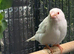 Proven pair of albino bengal bengalese finch