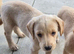 Labrador cross puppies for sale