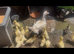 Muscovy ducklings