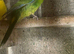 Young kakarikis