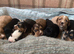 show type cocker spaniels