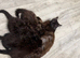 Gizmo – Rare Female Maine Coon x British Shorthair with Inhibitor Gene