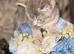 BSH x kittens