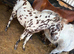 Miniature spot colt foal