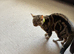 Tom is Male cat for sale 2 years old