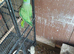 Indain ringneck