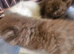British short haired cross kittens for sale