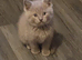 British shorthair lilac/cinnamon kittens