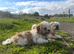 Adorable Shih Tzu puppy's looking for forever homes