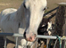 Welsh gelding