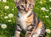 3 friendly kittens looking for a forever home