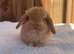 Exceptional mini lops