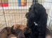I love cockapoo