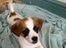 Beautiful pups for sale