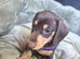 7 miniture Dachshund puppies available