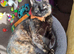 Beautifull Willow, tortoiseshell, looking for a loving home.