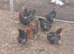 French copper black maran breeding group