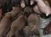 Chocolate Long haired and cream smooth haired Dachshund puppies