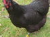 Chickens (POL)