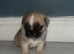 Stunning chunky pug puppies for sale!