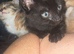 1 beautiful kittens