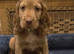 Ready Now Kc Reg Show Type Cocker Spaniels