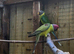 Plum head pair bred last year