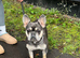 Female frenchie