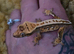 Crested gecko (frog bum)