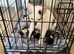 Beautiful black and white kittens
