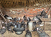 Young bronze Turkeys