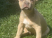 Frenchbulldog
