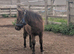 Miniature Shetland