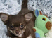 Chihuahua male puppy
