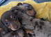 Miniature Dachshund