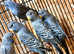 Blackface budgie