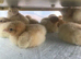 Buff Orpington (Large Fowl) Hatching eggs x 6 eggs