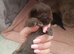 Beautiful British shorthair kitten