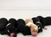 F1  cavapoos &ndash; Ethical Licensed Breeder