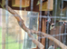 Last few Java sparrows