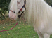 14.2hh 10 year old mare