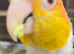Stunning white-belied caique parrot